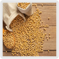 لسیتین