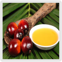 روغن پالم تصفیه شده